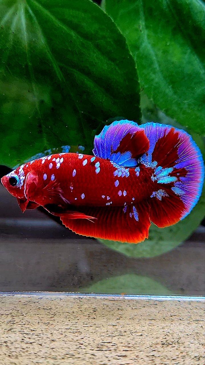 PLAKAT RED PURPLE GALAXY RPG PATTERN BETTA FISH