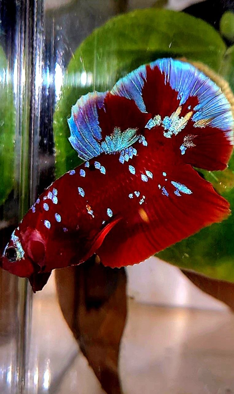 PLAKAT RED PURPLE GALAXY RPG PATTERN BETTA FISH