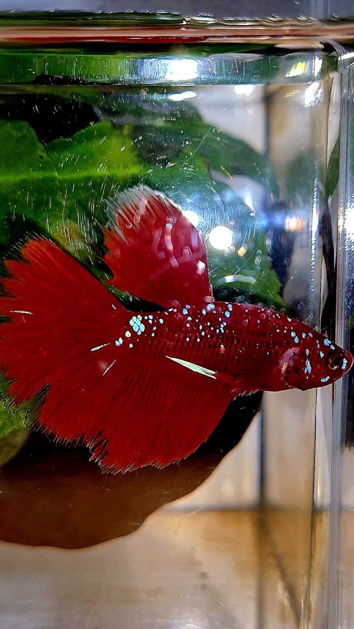 HALFMOON ROSETAIL PURPLE GALAXY RPG BETTA FISH