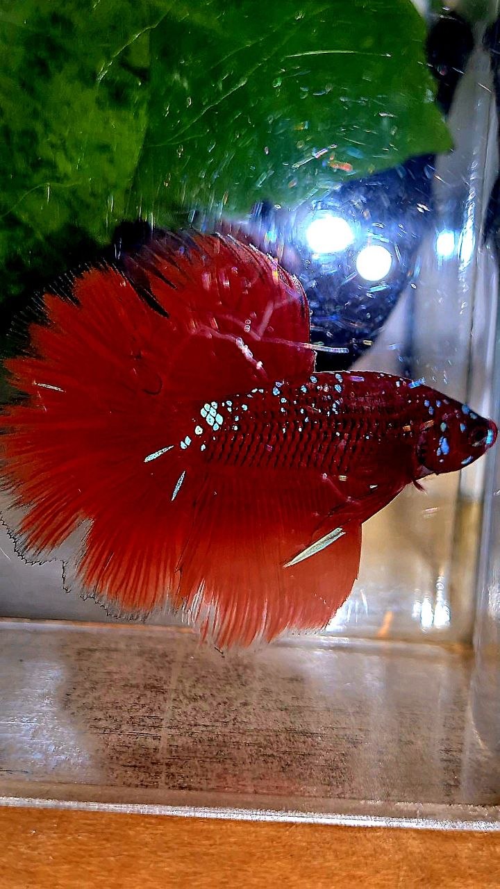 HALFMOON ROSETAIL PURPLE GALAXY RPG BETTA FISH