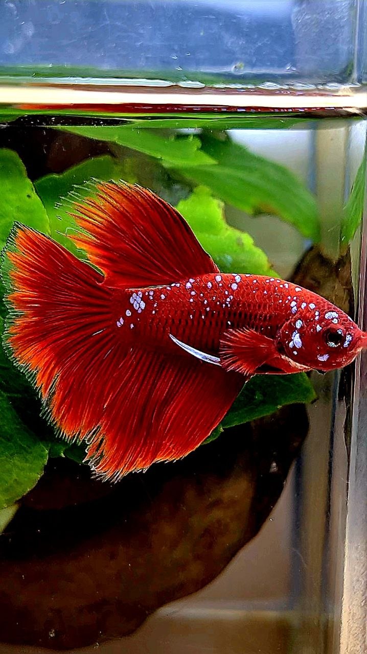 HALFMOON ROSETAIL PURPLE GALAXY RPG BETTA FISH