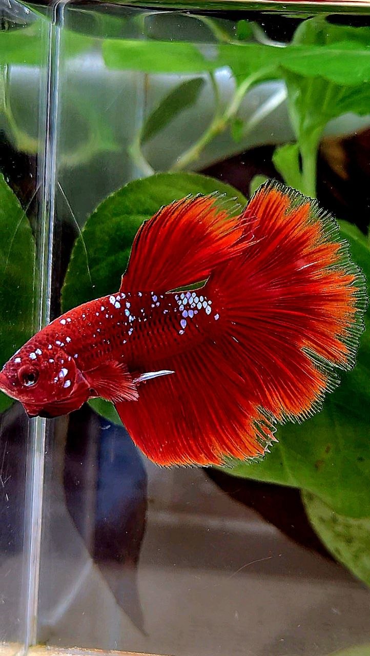 HALFMOON ROSETAIL PURPLE GALAXY RPG BETTA FISH