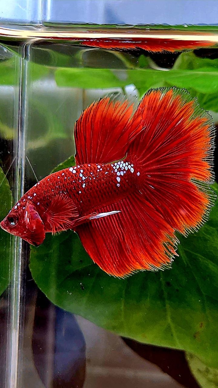 HALFMOON ROSETAIL PURPLE GALAXY RPG BETTA FISH
