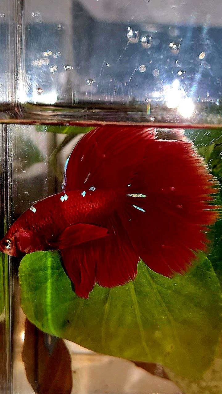 HALFMOON ROSETAIL RED PURPLE GALAXY BETTA FISH