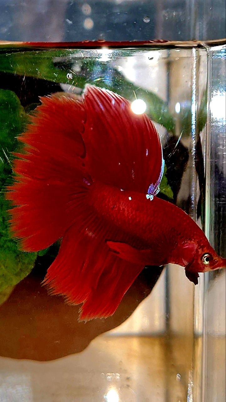 HALFMOON ROSETAIL RED PURPLE GALAXY BETTA FISH