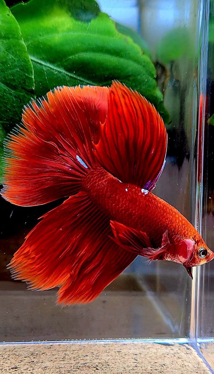 HALFMOON ROSETAIL RED PURPLE GALAXY BETTA FISH