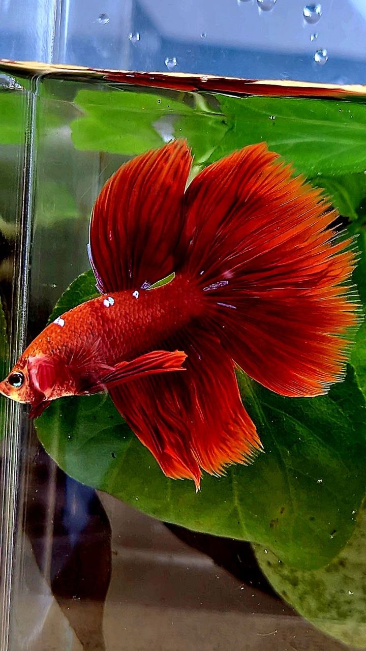 HALFMOON ROSETAIL RED PURPLE GALAXY BETTA FISH
