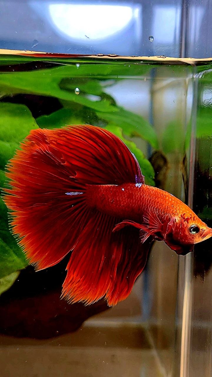 HALFMOON ROSETAIL RED PURPLE GALAXY BETTA FISH