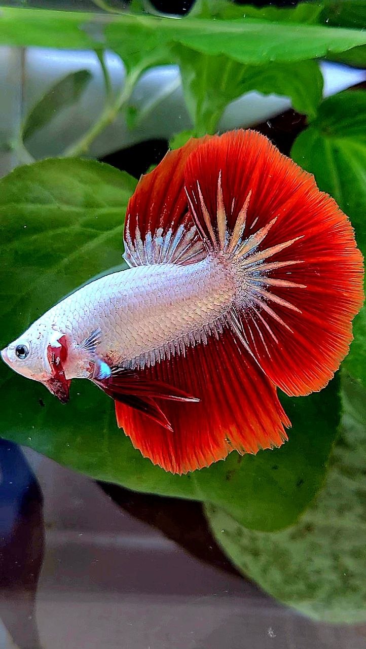 HALFMOON ROSETAIL RED DRAGON SNOW BETTA FISH