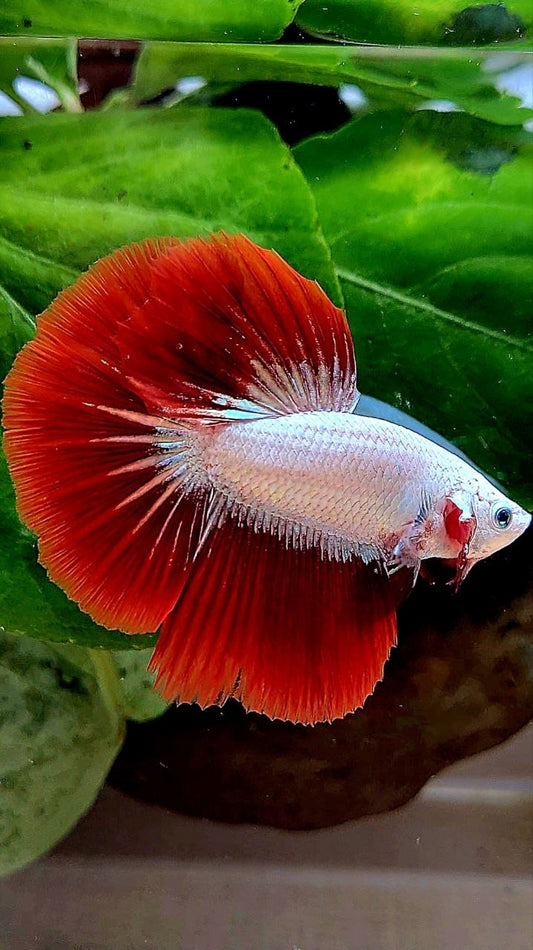 HALFMOON ROSETAIL RED DRAGON SNOW BETTA FISH