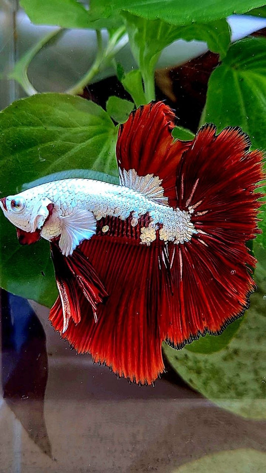 HALFMOON ROSETAIL RED MAMBA SNOW SAMURAI MASKING BETTA FISH