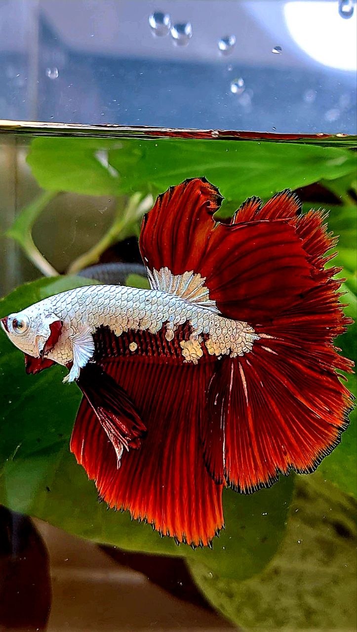HALFMOON ROSETAIL RED MAMBA SNOW SAMURAI MASKING BETTA FISH
