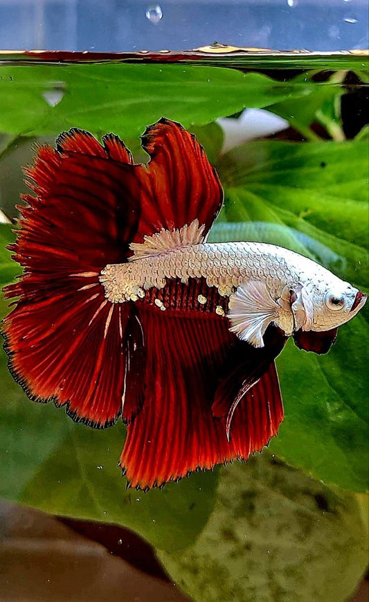 HALFMOON ROSETAIL RED MAMBA SNOW SAMURAI MASKING BETTA FISH