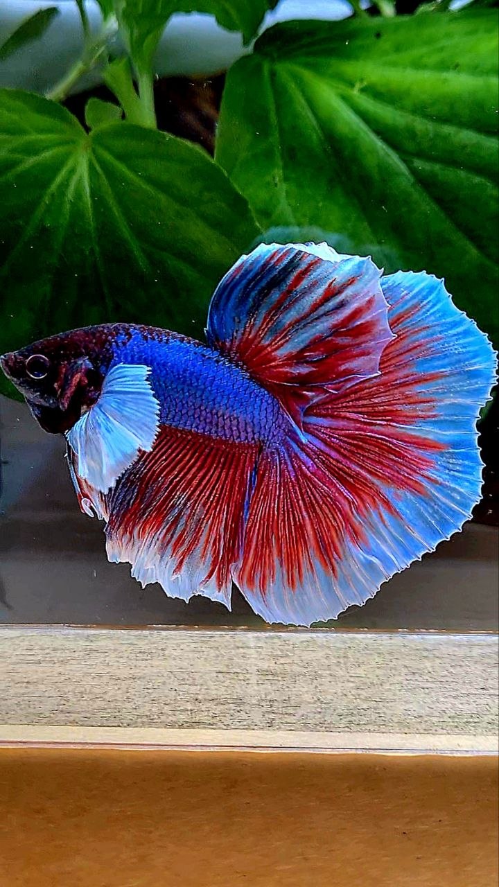 HALFMOON DUMBO EAR PURPLE BETTA FISH