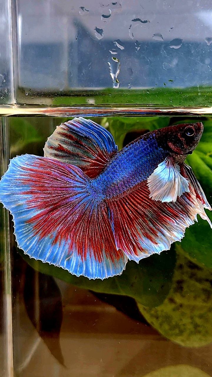 HALFMOON DUMBO EAR PURPLE BETTA FISH