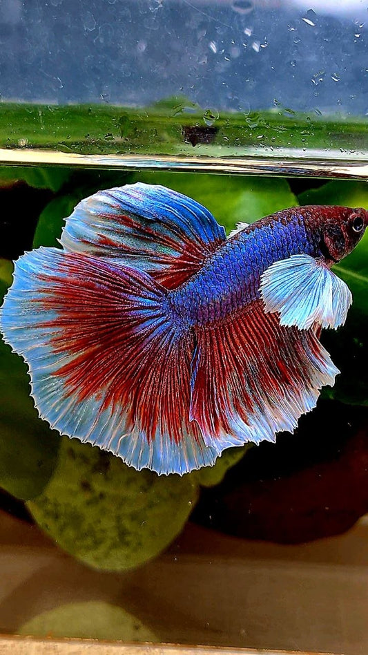 HALFMOON DUMBO EAR PURPLE BETTA FISH