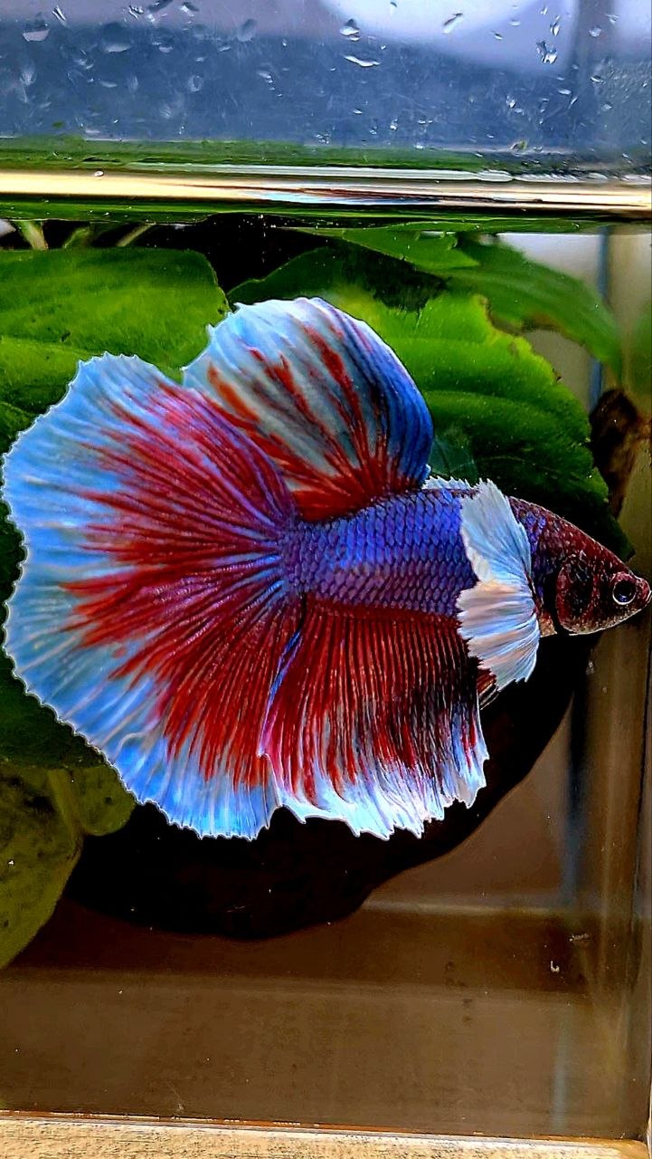 HALFMOON DUMBO EAR PURPLE BETTA FISH
