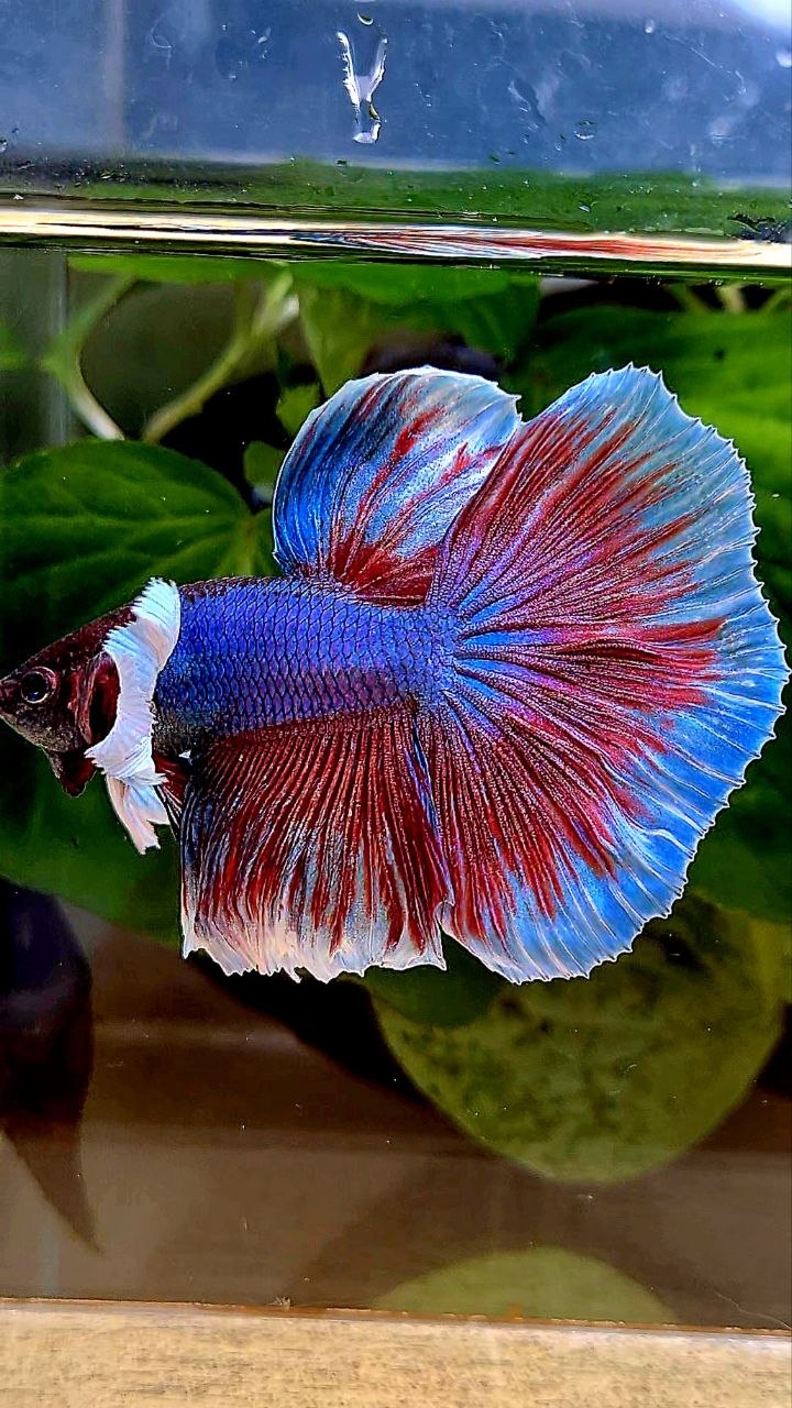 HALFMOON DUMBO EAR PURPLE BETTA FISH