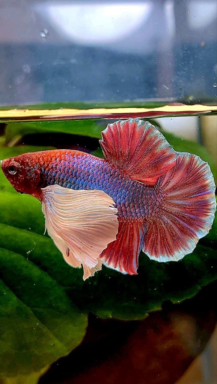 PLAKAT SUPER DUMBO EAR PURPLE BETTA FISH