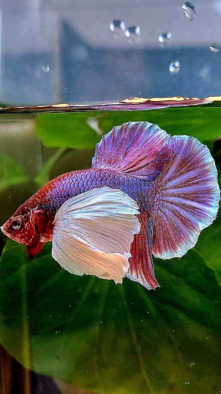 PLAKAT SUPER DUMBO EAR PURPLE BETTA FISH