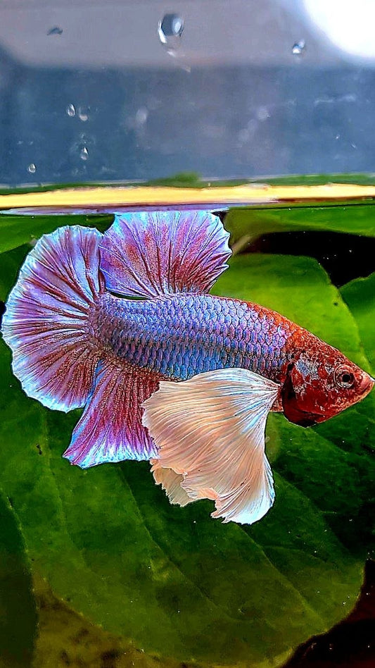 PLAKAT SUPER DUMBO EAR PURPLE BETTA FISH