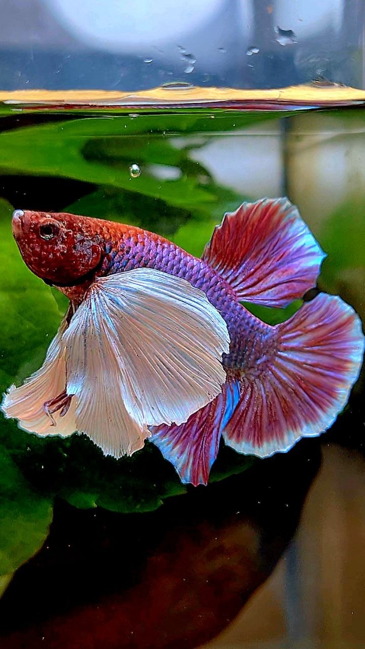 PLAKAT SUPER DUMBO EAR PURPLE BETTA FISH