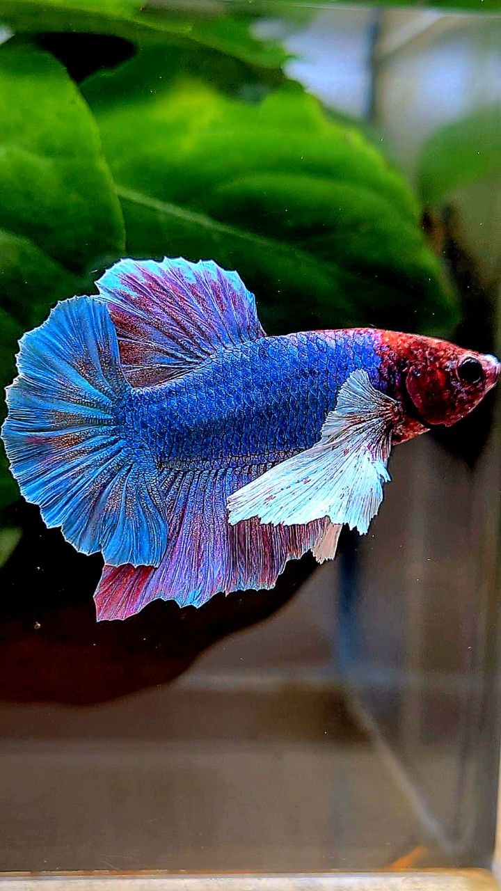 PLAKAT DUMBO EAR PURPLE PATTERN BETTA FISH