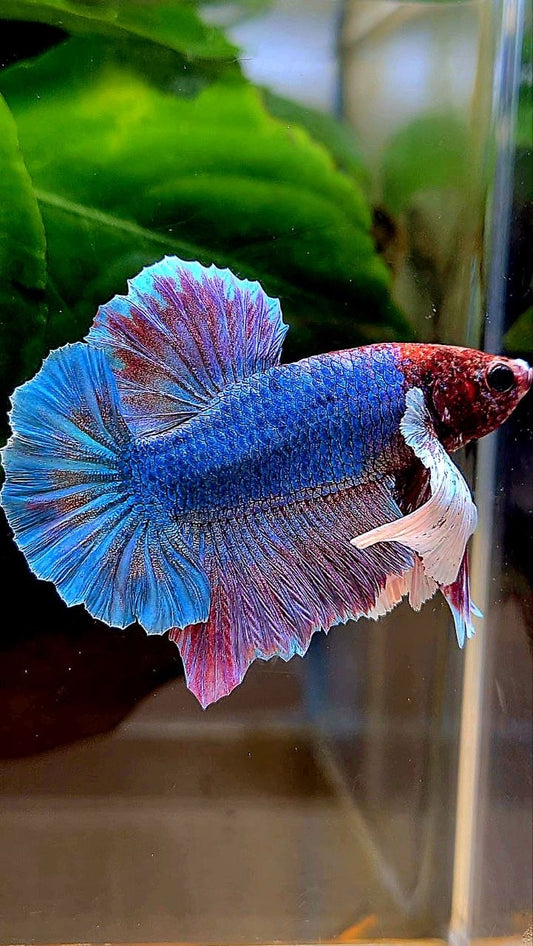 PLAKAT DUMBO EAR PURPLE PATTERN BETTA FISH