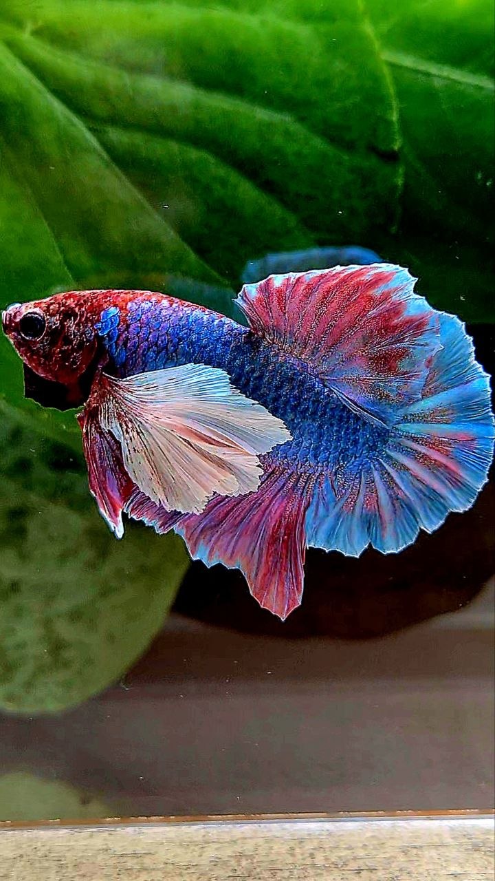 PLAKAT DUMBO EAR PURPLE PATTERN BETTA FISH