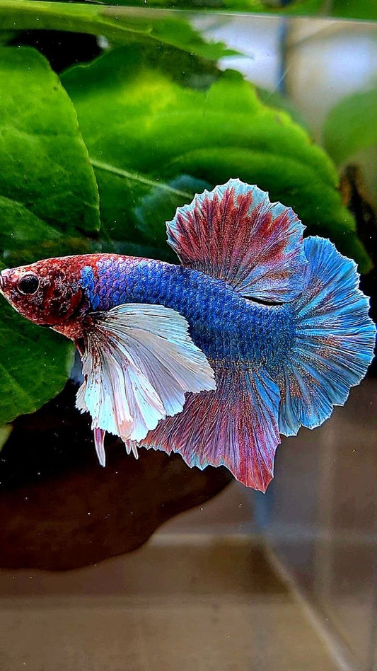 PLAKAT DUMBO EAR PURPLE PATTERN BETTA FISH
