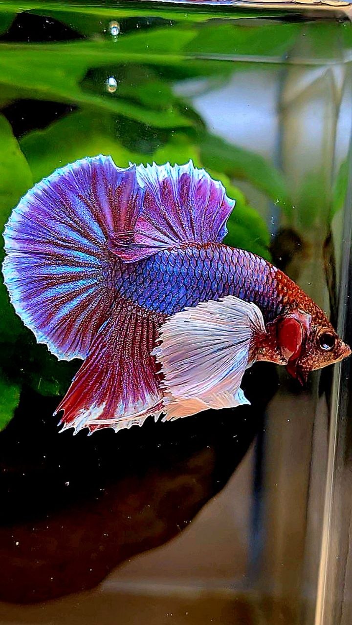 PLAKAT DUMBO EAR SUPER PURPLE BETTA FISH