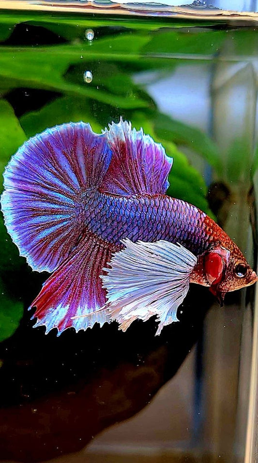 PLAKAT DUMBO EAR SUPER PURPLE BETTA FISH
