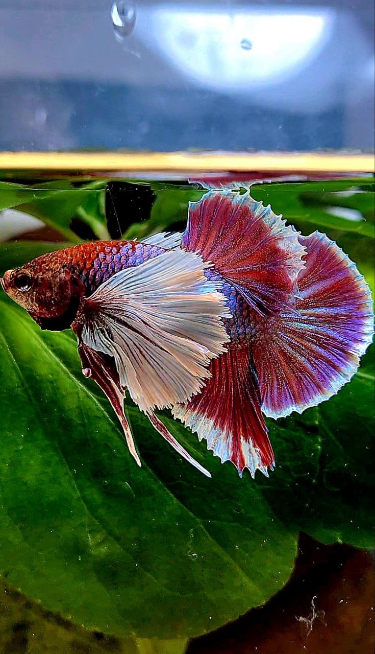 PLAKAT DUMBO EAR SUPER PURPLE BETTA FISH