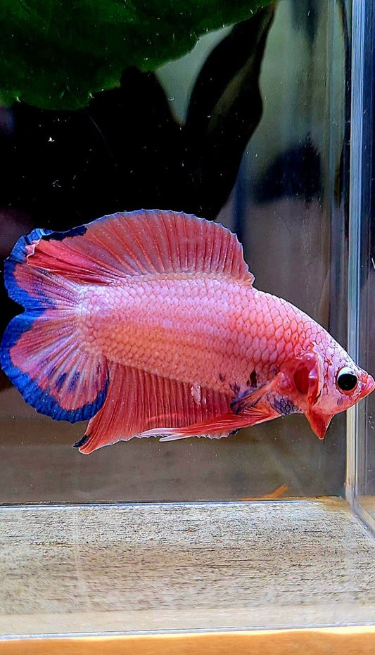 LUXURY PLAKAT DOUBLE TAIL SUPER PINK FLAMINGGO BETTA FISH