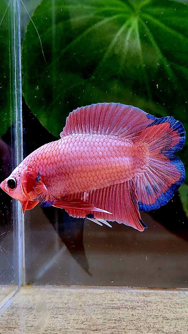 LUXURY PLAKAT DOUBLE TAIL SUPER PINK FLAMINGGO BETTA FISH