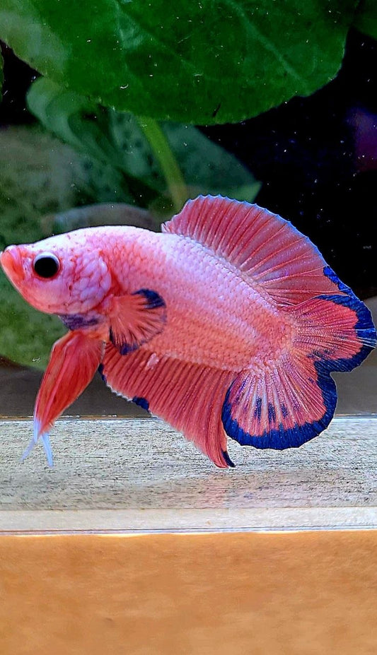 LUXURY PLAKAT DOUBLE TAIL SUPER PINK FLAMINGGO BETTA FISH