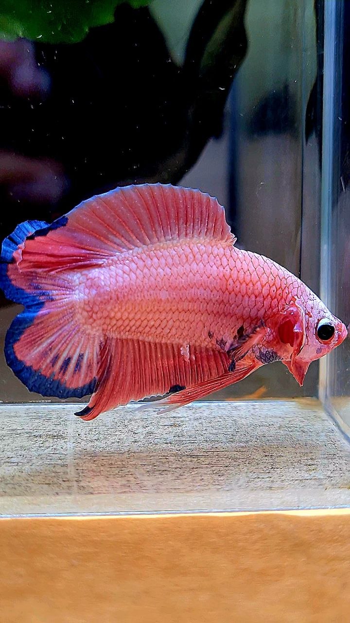 LUXURY PLAKAT DOUBLE TAIL SUPER PINK FLAMINGGO BETTA FISH