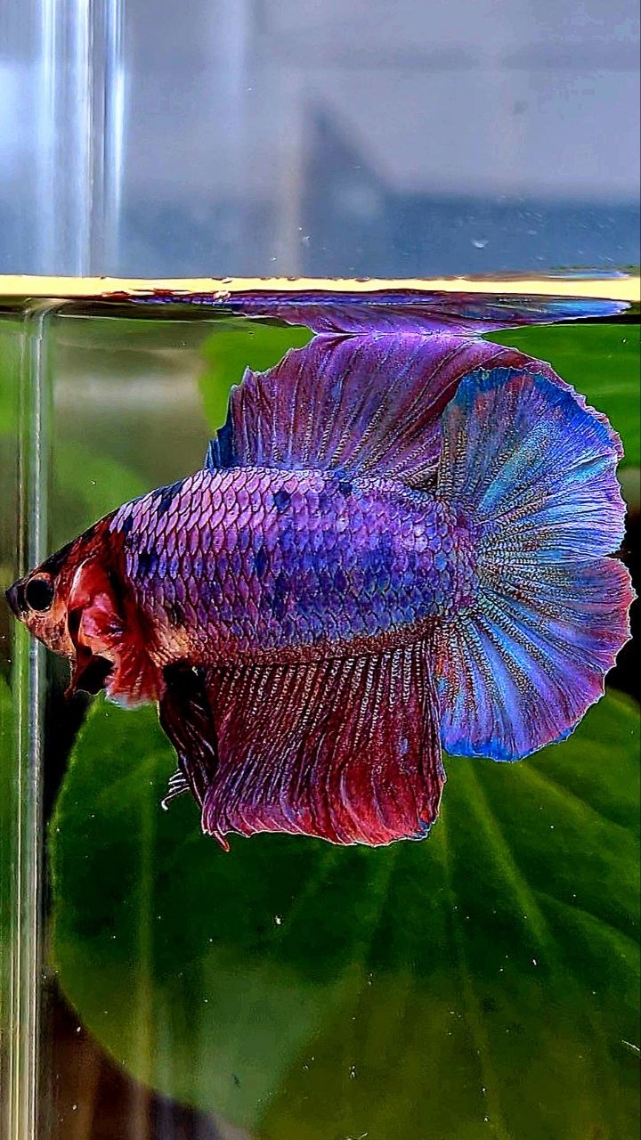 HMPK DOUBLE TAIL PURPLE FANCY BETTA FISH