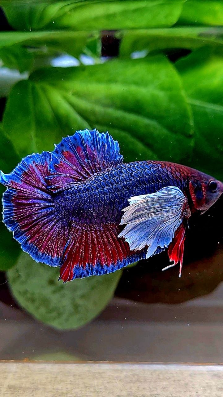 PLAKAT DUMBO ONE EAR PURPLE DARK BETTA FISH