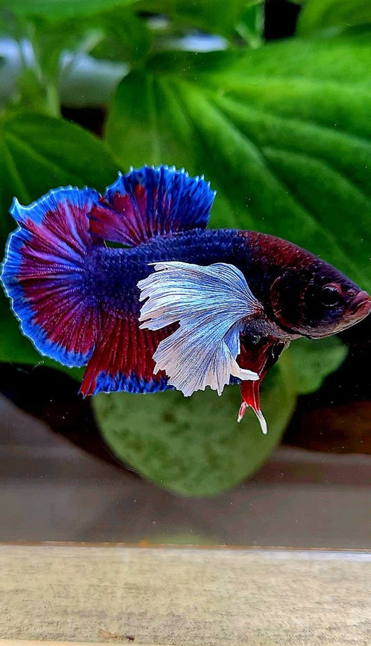 PLAKAT DUMBO ONE EAR PURPLE DARK BETTA FISH