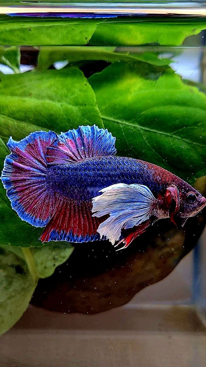 PLAKAT DUMBO ONE EAR PURPLE DARK BETTA FISH