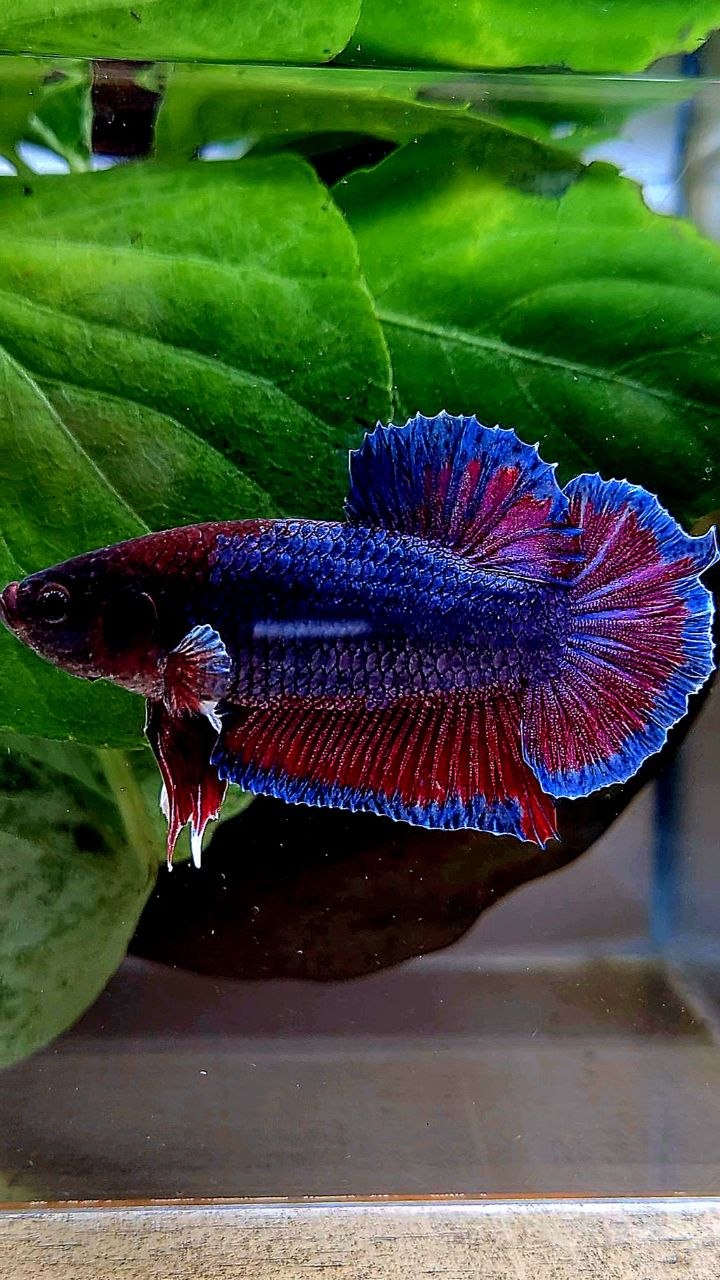 PLAKAT DUMBO ONE EAR PURPLE DARK BETTA FISH