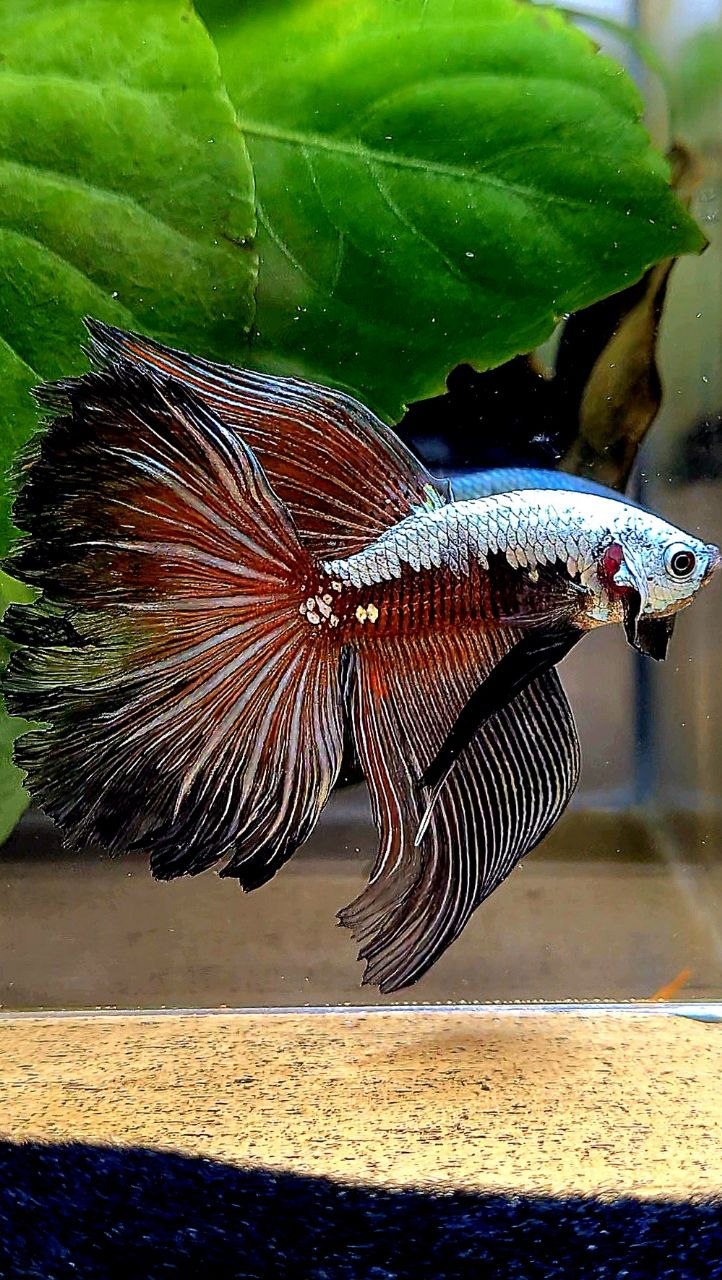 HALFMOON ROSETAIL BLACK SAMURAI MASKING BETTA FISH