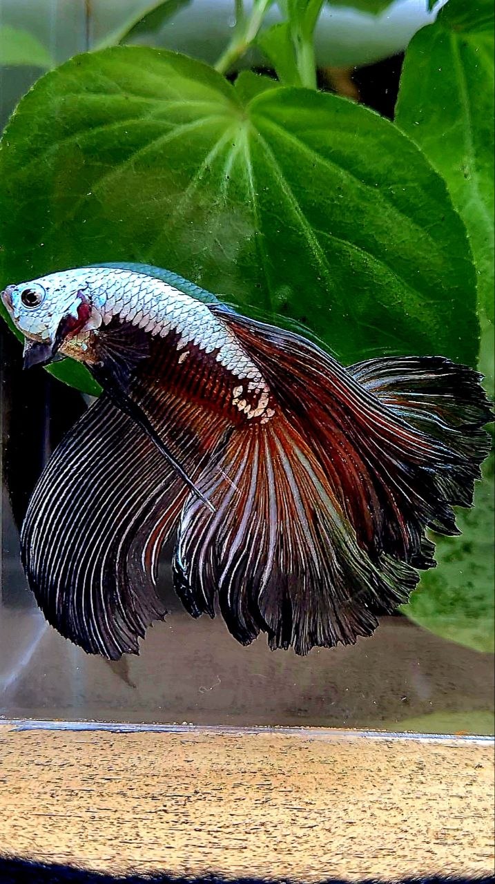 HALFMOON ROSETAIL BLACK SAMURAI MASKING BETTA FISH