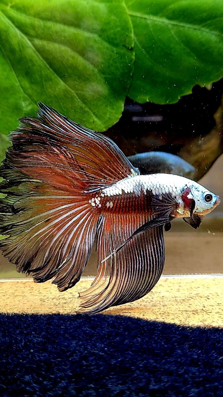 HALFMOON ROSETAIL BLACK SAMURAI MASKING BETTA FISH