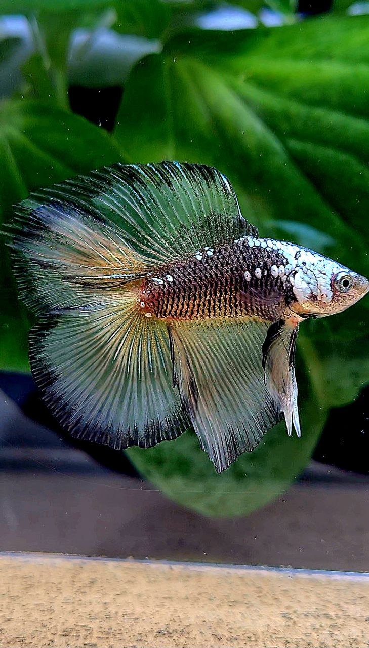 LUXURY HALFMOON DOUBLE TAIL BLACK YELLOW SAMURAI MASKING BETTA FISH