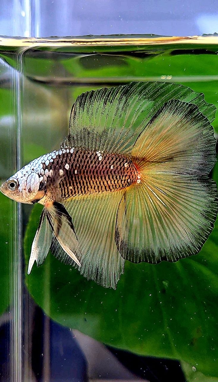 LUXURY HALFMOON DOUBLE TAIL BLACK YELLOW SAMURAI MASKING BETTA FISH