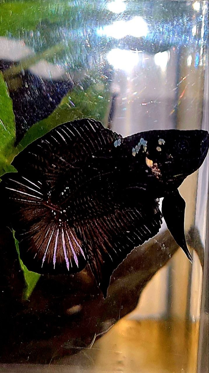 PLAKAT DOUBLE TAIL BLACK COPPER GALAXY BETTA FISH