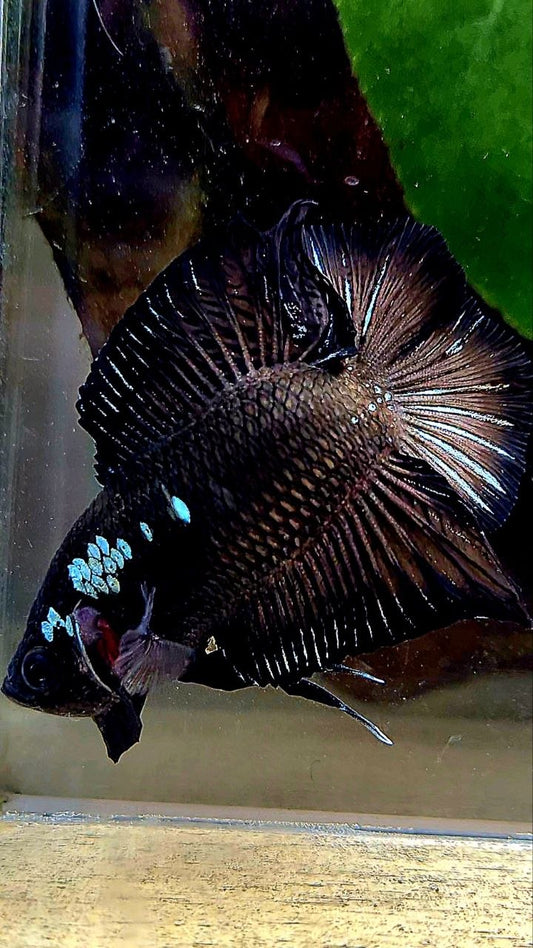 PLAKAT DOUBLE TAIL BLACK COPPER GALAXY BETTA FISH