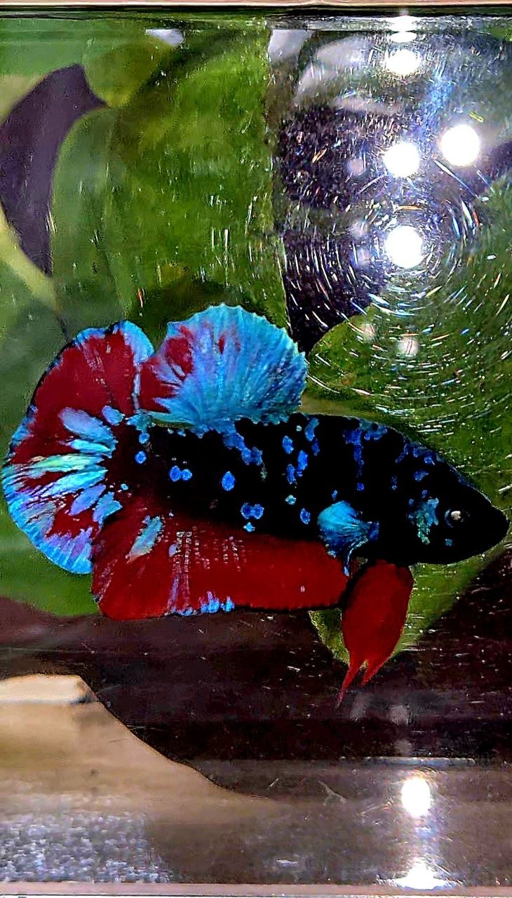 PLAKAT BLACK GALAXY AVATAR BLUE VAMPIRE BETTA FISH